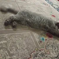 گربه|گربه|قم, در بهشت|دیوار