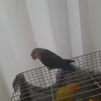 فروش عروس هلندی با کوتوله برزیلی و فنچ با وسایل|پرنده|تربت‌حیدریه, یحیی آباد|دیوار