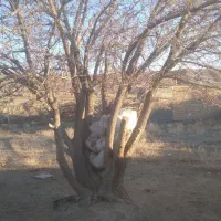 خرید انواع چوب چنارکاج توت..قطع درخت هرس و برش|خدمات باغبانی و درختکاری|مشهد, آیت الله کاشانی|دیوار