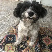 واگذاری رایگان شیتزو تریر