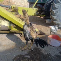 خروس لاری صابونی  تاج مهر یکساله