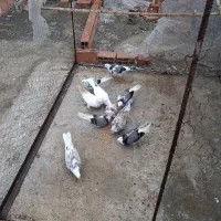 سلام دوستان عزیز چند تا کبوتر غریب خوب
