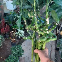 بامبو تایلندی