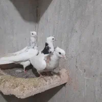 جوجه طوقی|پرنده|سبزوار, جهاد کشاورزی|دیوار