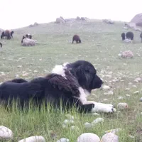 سگ قدرجونی