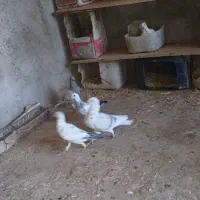 سه عددجوجه کاغذی