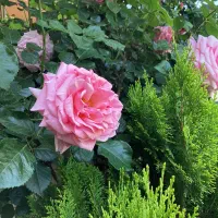 حواله گل طبیعی