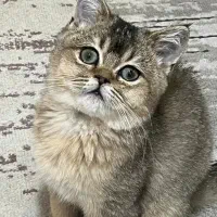 گربه بریتیش ماده ۴ ماهه