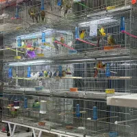 پت شاپ گلستان انواع پرنده و‌لوازم|پرنده|بیرجند, |دیوار