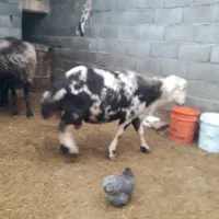 قوچ.میش.بره.