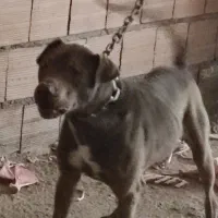 سگ پیتبول|سگ|گرگان, |دیوار