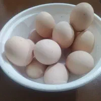 تخم نطفه دار لاری