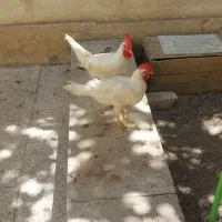 خروس