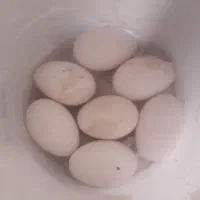 تخم غو غاز اوکراینی