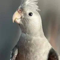 فروش ۲جوجه عروس هلندی نازوبازیگوش|پرنده|کرج, حصارک بالا|دیوار