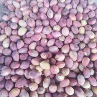 پخش انواع پسته تر امسالی فروش عمده و خرده