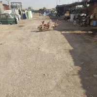 سه عدد بوقلمون نژادبلژیکی|حیوانات مزرعه|شیراز, شهرک امیر کبیر|دیوار