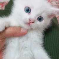 گربه ماده با بچه