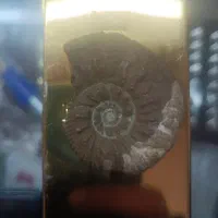 فسیل بسیار قدیمی