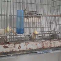 تعدای عروس هلندی|پرنده|رشت, رشتیان|دیوار