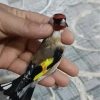 سهره کراواتی عتیقه