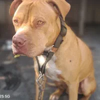 سگ گمشده در فرودگاه مهراباد