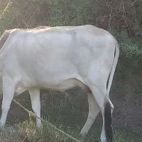 گاو ماده شیری دورگه