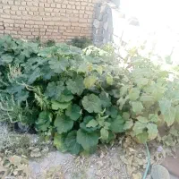 کاه یونجه دیم