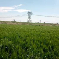 زمین کشاورزی متری ورامین روستای ایجدان|فروش زمین و ملک کلنگی|جوادآباد, |دیوار
