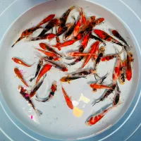 فروش ویژه ماهی کوی دسترسی آسان مرکز تهران|ماهی|تهران, بریانک|دیوار