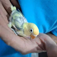 طوطی برزیلی پابلو و فیشر طلایی|پرنده|اسلامشهر, شهرک قائمیه|دیوار