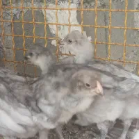 جوجه گلین لری طوسی