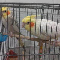 عروس هلندی سخنگو