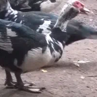 فروش اردک اسراییلی نر درشت وسنگین وزن|حیوانات مزرعه|بابلسر, |دیوار