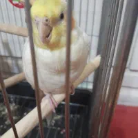 عروس هلندی مولد جوان