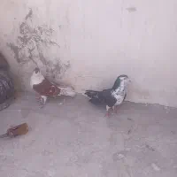 ۲عددپلاس|حیوانات|قم, دروازه ری|دیوار