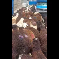 بره نر سرخ افشا و پلنگلی دامداری امیر عامری