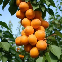 فروش نهال بادام آذر با تضمین اصالت|خدمات باغبانی و درختکاری|قشلاق دشت, |دیوار