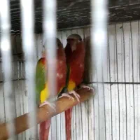 جفت مولد آناناسی دبل ردسرخ