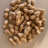 بادام زمینی عمده وتخم کدو