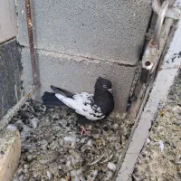 کفتر|پرنده|کوار, |دیوار