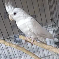 جفت عروس هلندی|پرنده|حمیدیه, |دیوار