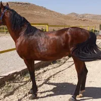 عرب کرد|اسب و تجهیزات اسب‌سواری|بیجار, |دیوار