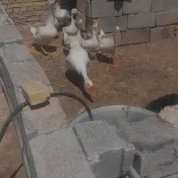 فروش غاز قو ومحلی|حیوانات مزرعه|بستان آباد, |دیوار