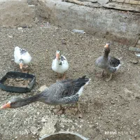 غاز فروشی ۴ عدد