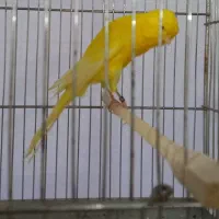 قناری رسمی بلند/موزائیکی/سوخته