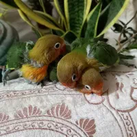 جفت مولد عروس هلندی و طوطی کتوله|پرنده|رفسنجان, |دیوار