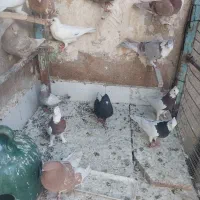 کفتر|پرنده|شیراز, بازار|دیوار