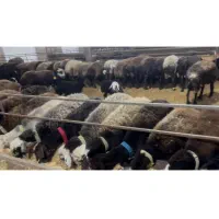 دام سبک میش داشتی