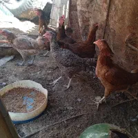 مرغ محلی و بوقلمون  وغاز